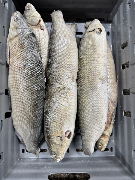 Чир свежемороженый купить в Санкт-Петербурге