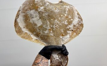 Камбала шоковой заморозки тушка