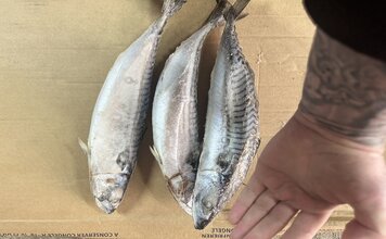 Скумбрия Фарерские острова крупная 600 грамм +