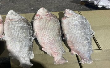 Муксун тушка шоковой заморозки