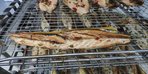 Скумбрия горячего копчения оптом от 50 килограмм