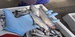 Корюшка 2026 с Ладожского озера и Финского