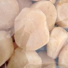Морской гребешок дикий