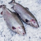 Форель радужная охлаждённая тушка