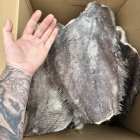 Палтус тушка шоковой заморозки крупный 2026 года