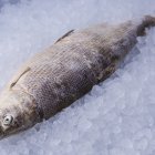 Чир тушка шоковой заморозки Якутия
