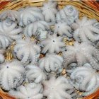 Осьминог мини 40-60 штук в 1 кг.
