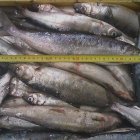 Омуль подлёдка Саха Якутия