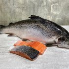 Сёмга охлаждённая с Кольского залива