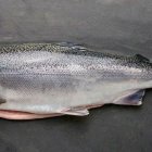 Чавыча тушка шоковой заморозки с Камчатки